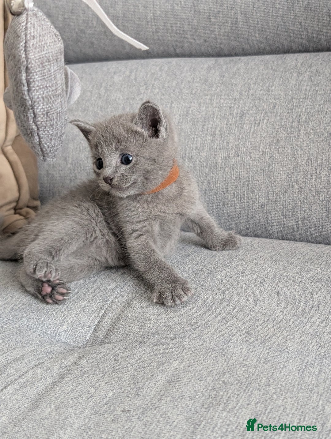 Russian Blue cats for sale: Russian blue babies looking for FOREVER homes - Image 27