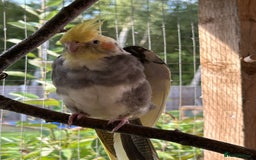 Cockatiels birds for sale: Cockatiels for sale (mixed) - Image 4