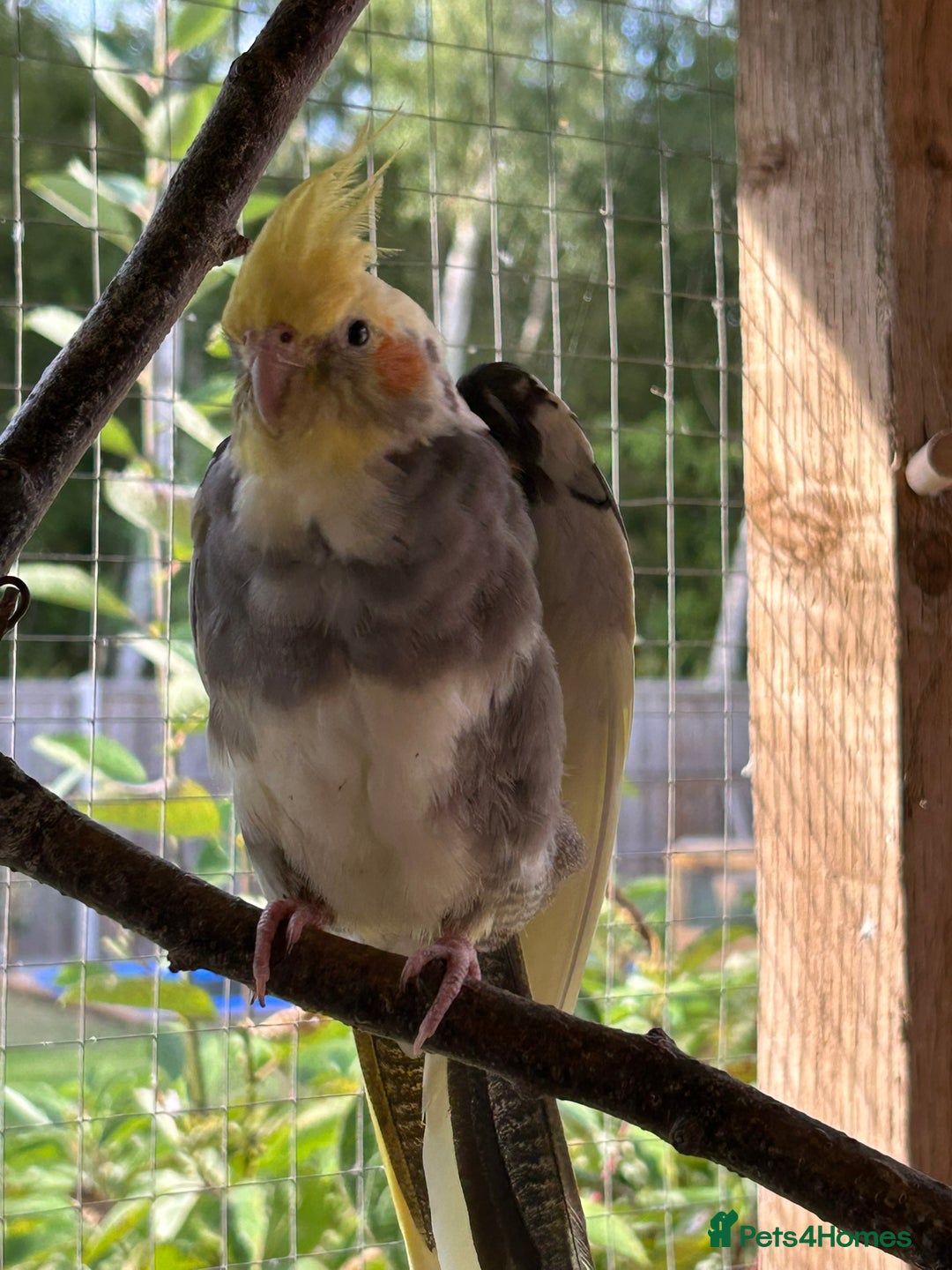 Cockatiels birds for sale: Cockatiels for sale (mixed) - Image 4