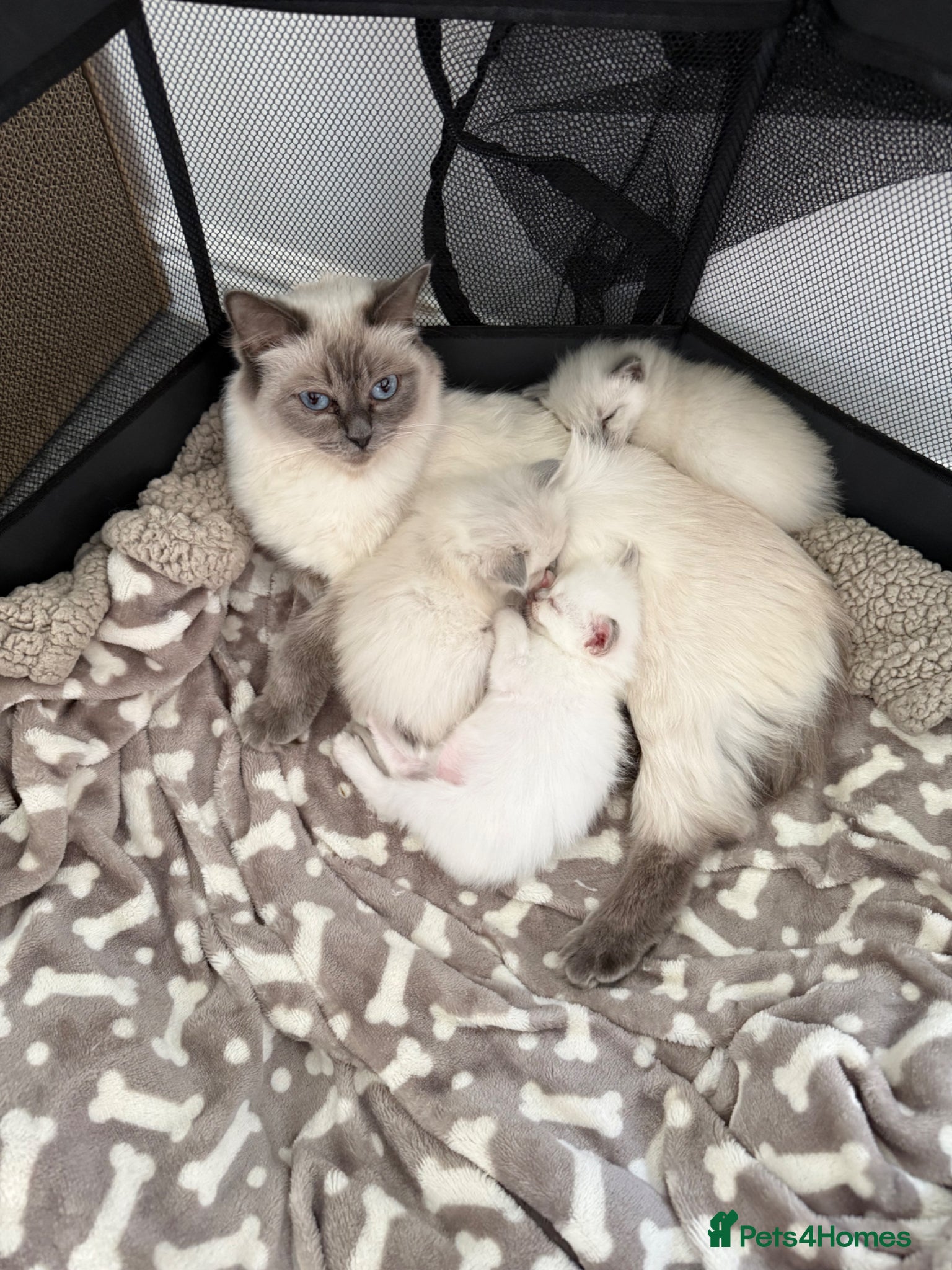 Ragdoll cats GCCF registered purebred Ragdoll kittens - Advert 10