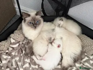 Ragdoll cats GCCF registered purebred Ragdoll kittens - Advert 10