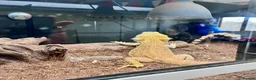 Bearded Dragon reptiles for sale: Male adult bearded dragon for sale in Martock - Advert 3