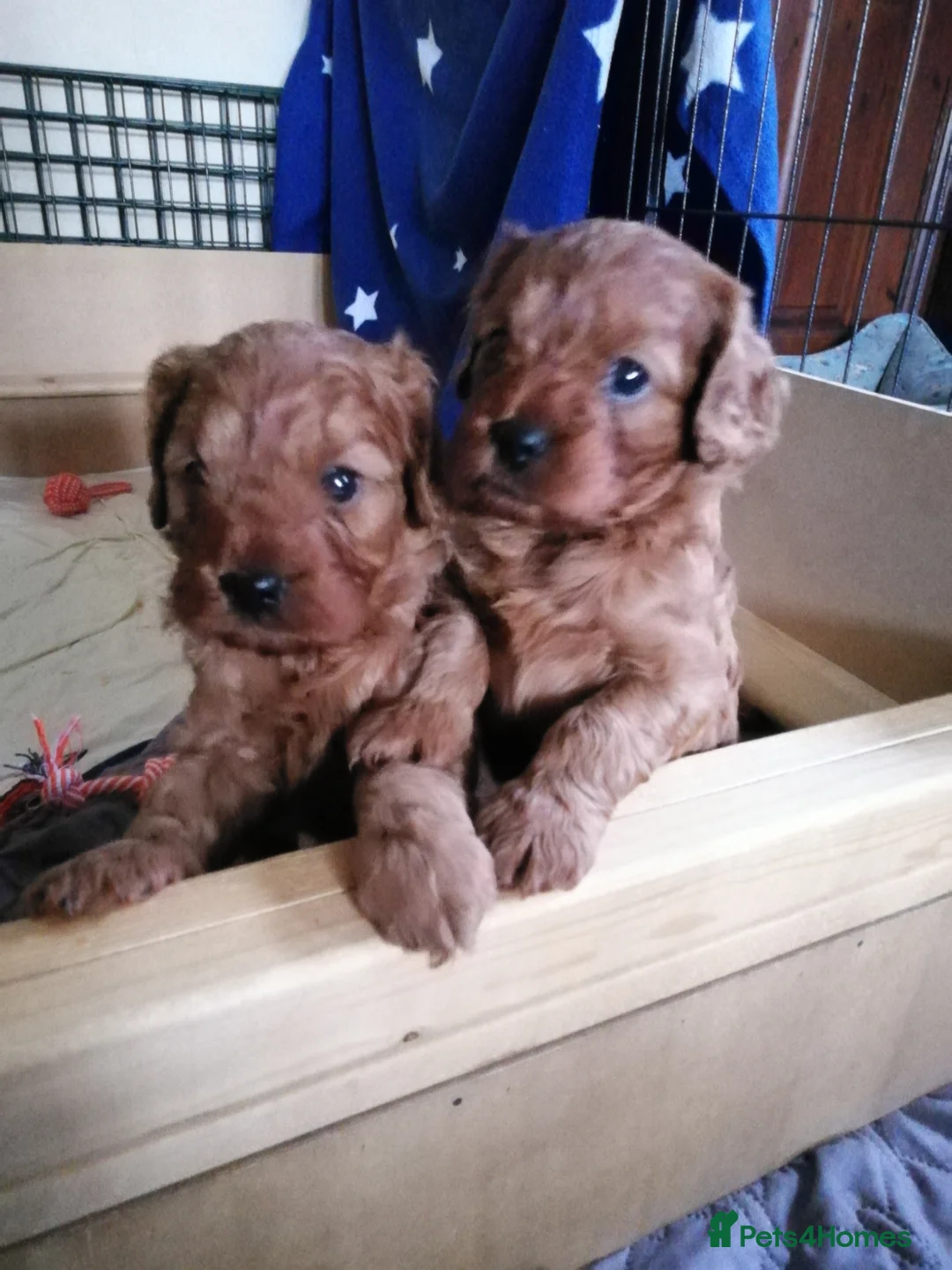 Cavapoo dogs for sale:  Cavapoo  - Advert 3