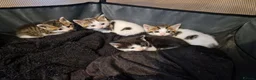 Mixed Breed cats for sale: Kittens ready for homes, tabby, white, black - Advert 2