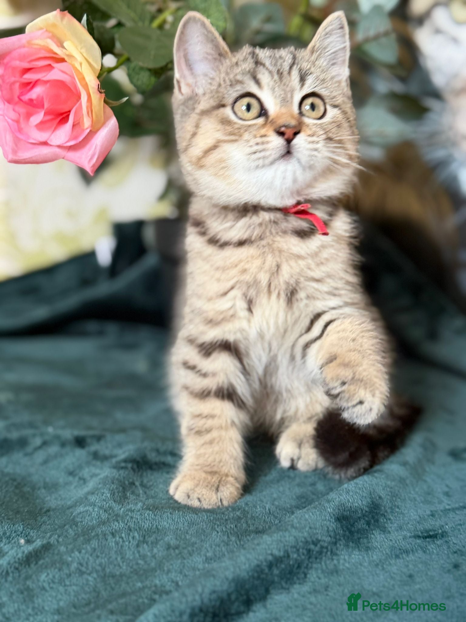 British Longhair cats TICA British Longhair & Shorthair Girls😺 - Advert 4