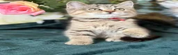 British Longhair cats for sale: TICA British Longhair & Shorthair Girls😺 - Advert 3