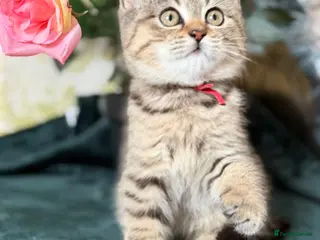 British Longhair cats TICA British Longhair & Shorthair Girls😺 - Advert 4