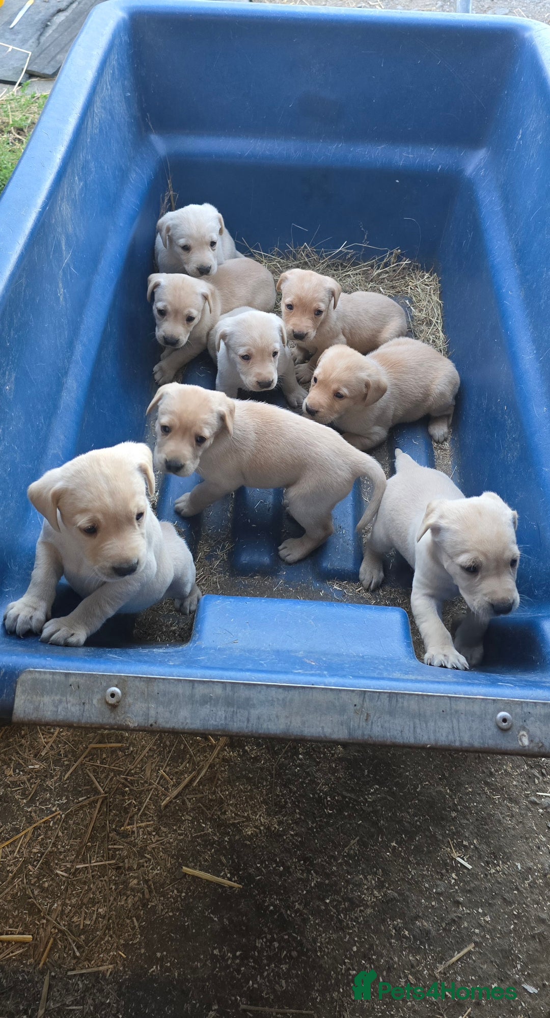 Labrador Retriever dogs for sale: Labrador Retriever Puppies - Image 4