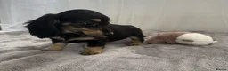 Miniature Dachshund dogs for sale: Beautiful long coat puppies ready now - Advert 13