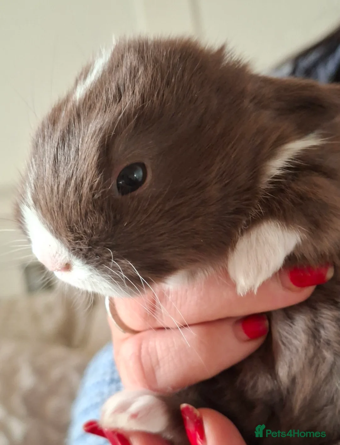 Mini Lop rabbits for sale: Beautiful mini lops - Advert 2