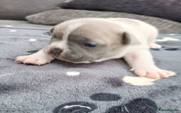 French Bulldog dogs for sale: French bulldog puppies 2 boys 1 girl left in Chatham - Image 8