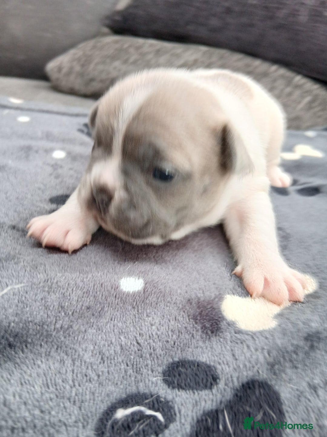 French Bulldog dogs for sale: French bulldog puppies 2 boys 1 girl left in Chatham - Image 8