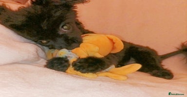 Pomapoo dogs Adorable little male F1 pomapoo puppy. - Advert 8