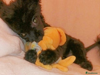 Pomapoo dogs Adorable little male F1 pomapoo puppy. - Advert 6