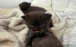 Mixed Breed cats for sale: Adorable Exotic X DSH 🐾  - Image 4