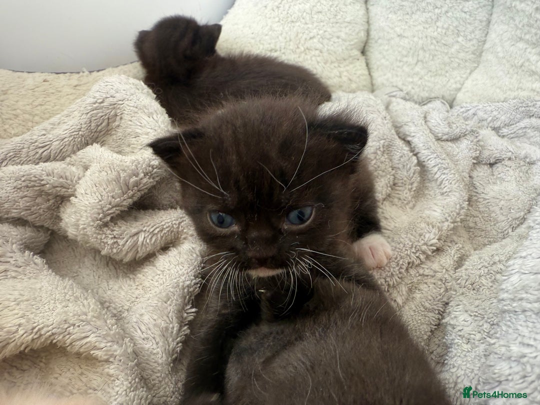 Mixed Breed cats for sale: Adorable Exotic X DSH 🐾  - Image 4