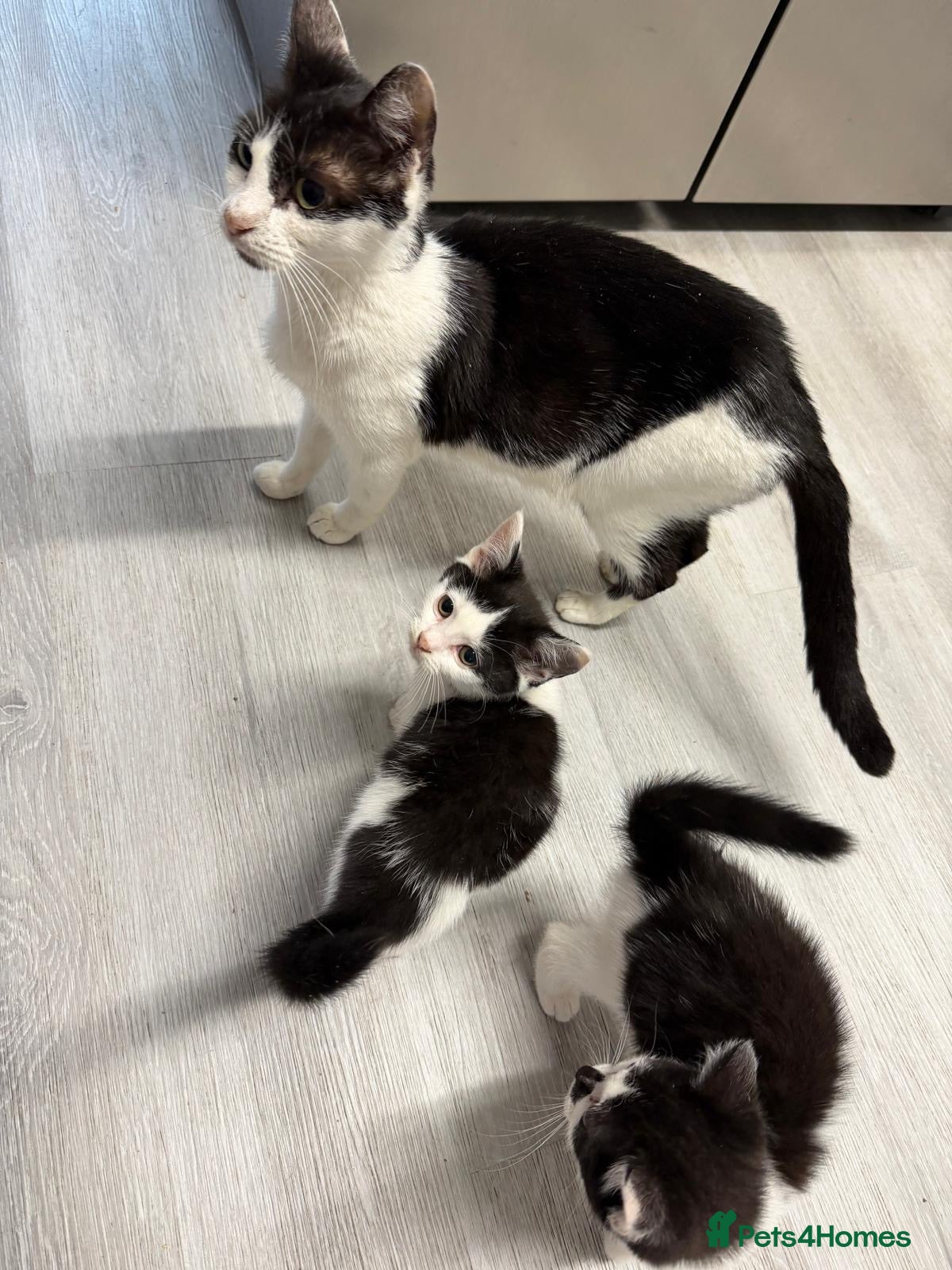 Mixed Breed cats British shorthair cross kittens - Advert 3