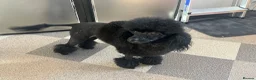 Toy Poodle dogs for sale: Toy poodle puppies  in Bradford - Advert 9