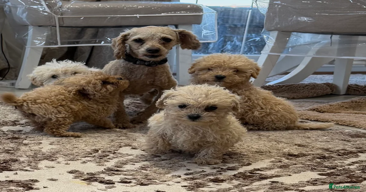 beautiful toy poodles ready for there forever home for sale in