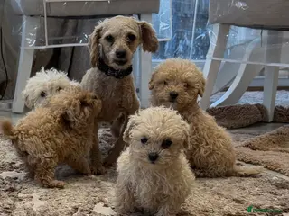 Toy Poodle dogs beautiful toy poodles ready for there forever home - Advert 2