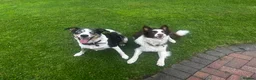 Border Collie dogs for sale: 3 beautiful border collie puppies  in Rochdale - Advert 1