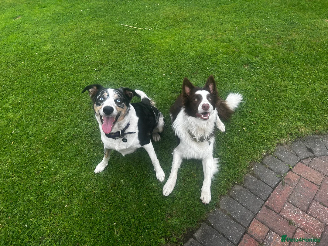 Border Collie dogs for sale: 3 beautiful border collie puppies  in Rochdale - Advert 1
