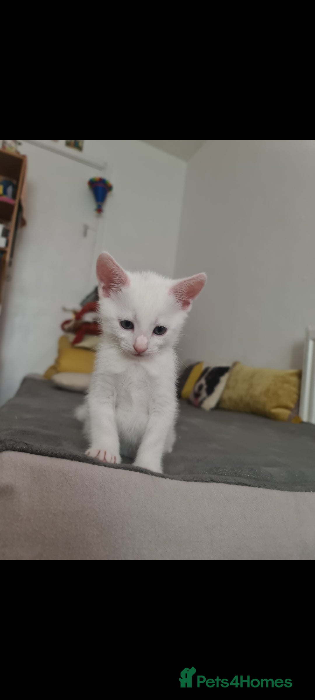 Domestic Shorthair cats for sale: 2 white kittens ready to move into their new homes - Image 6