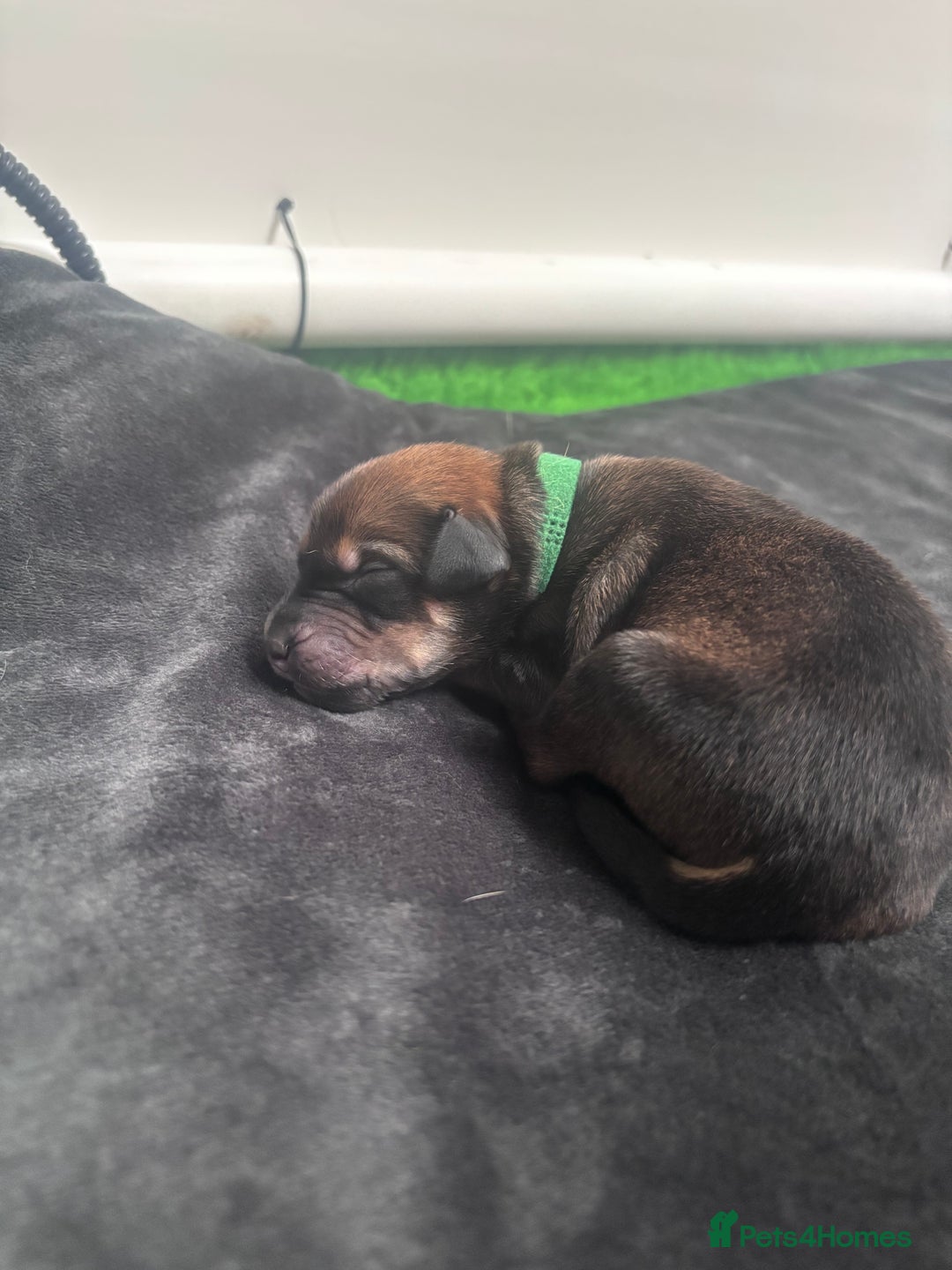 Mixed Breed dogs for sale: Saluki Bull Grey Puppies  - Image 23