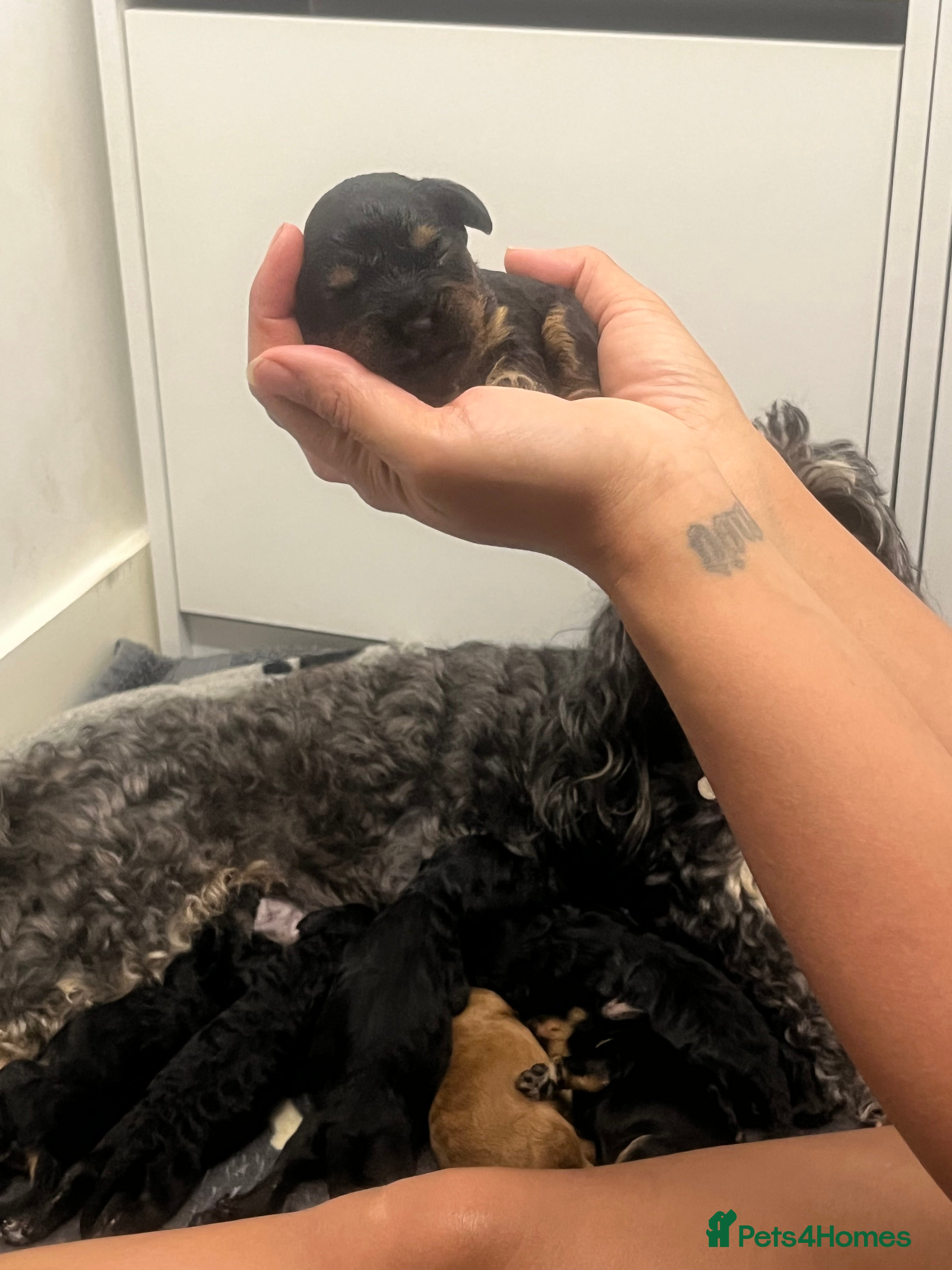 Cavapoo dogs Cavapoo Puppies Born 11 June 26 Reservations Open  - Advert 2