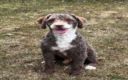 Poodle dogs for stud: Miniature Poodle at Stud Fully health tested  in Radstock - Image 3