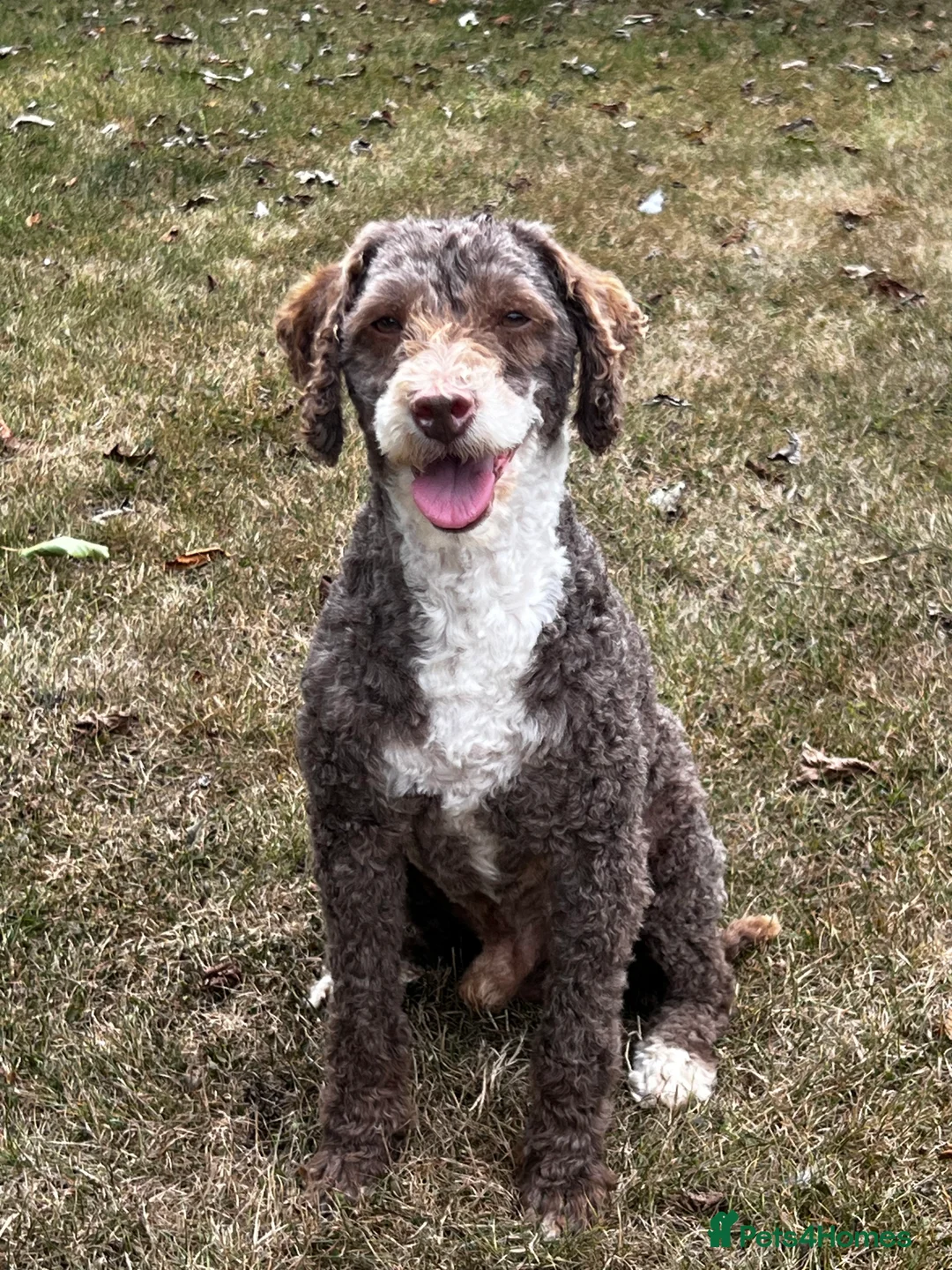 Poodle dogs for stud: Miniature Poodle at Stud Fully health tested  in Radstock - Advert 5