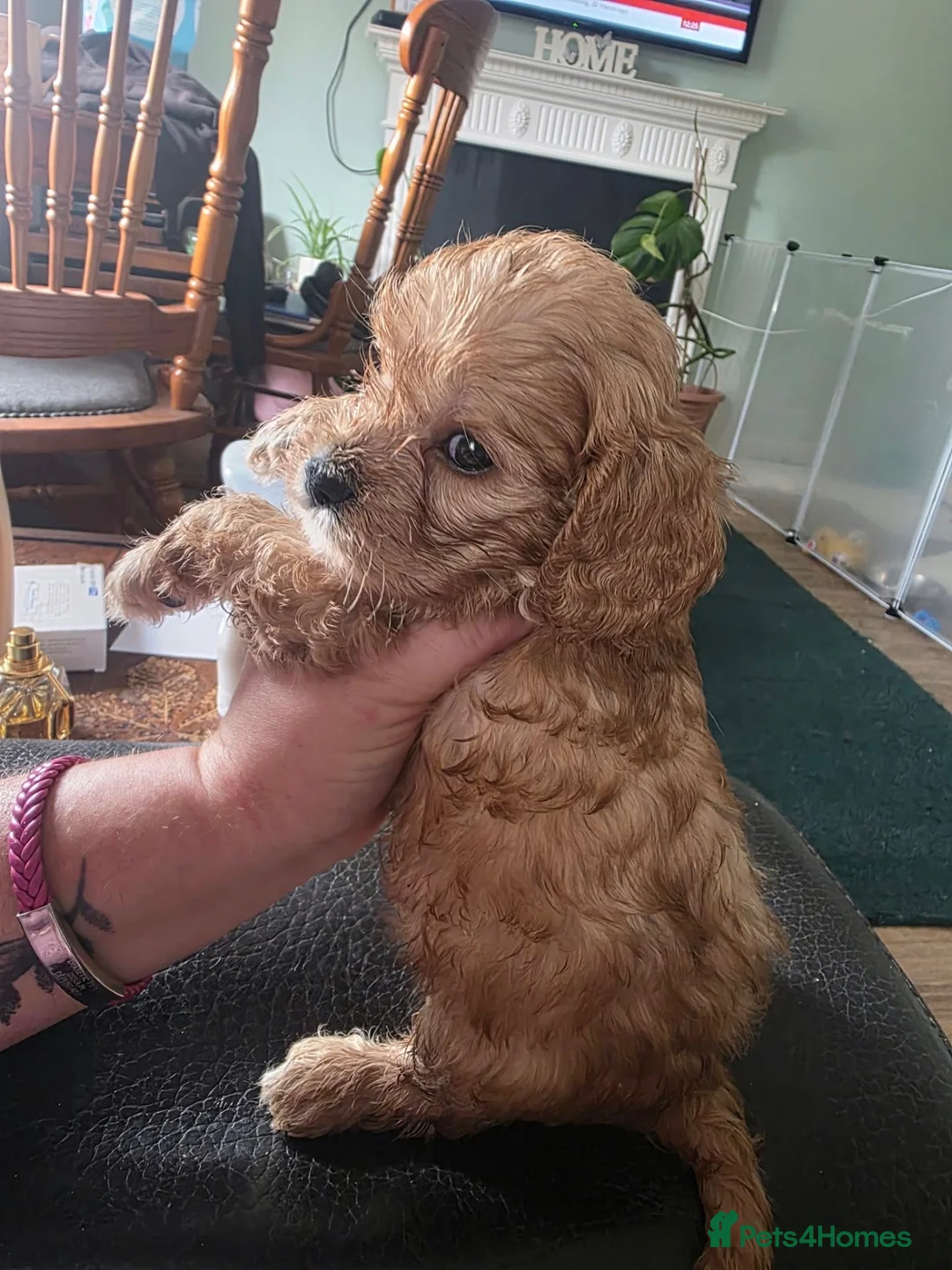 Cavapoo dogs for sale: Cava cockerpoos in Southend-on-Sea - Advert 2