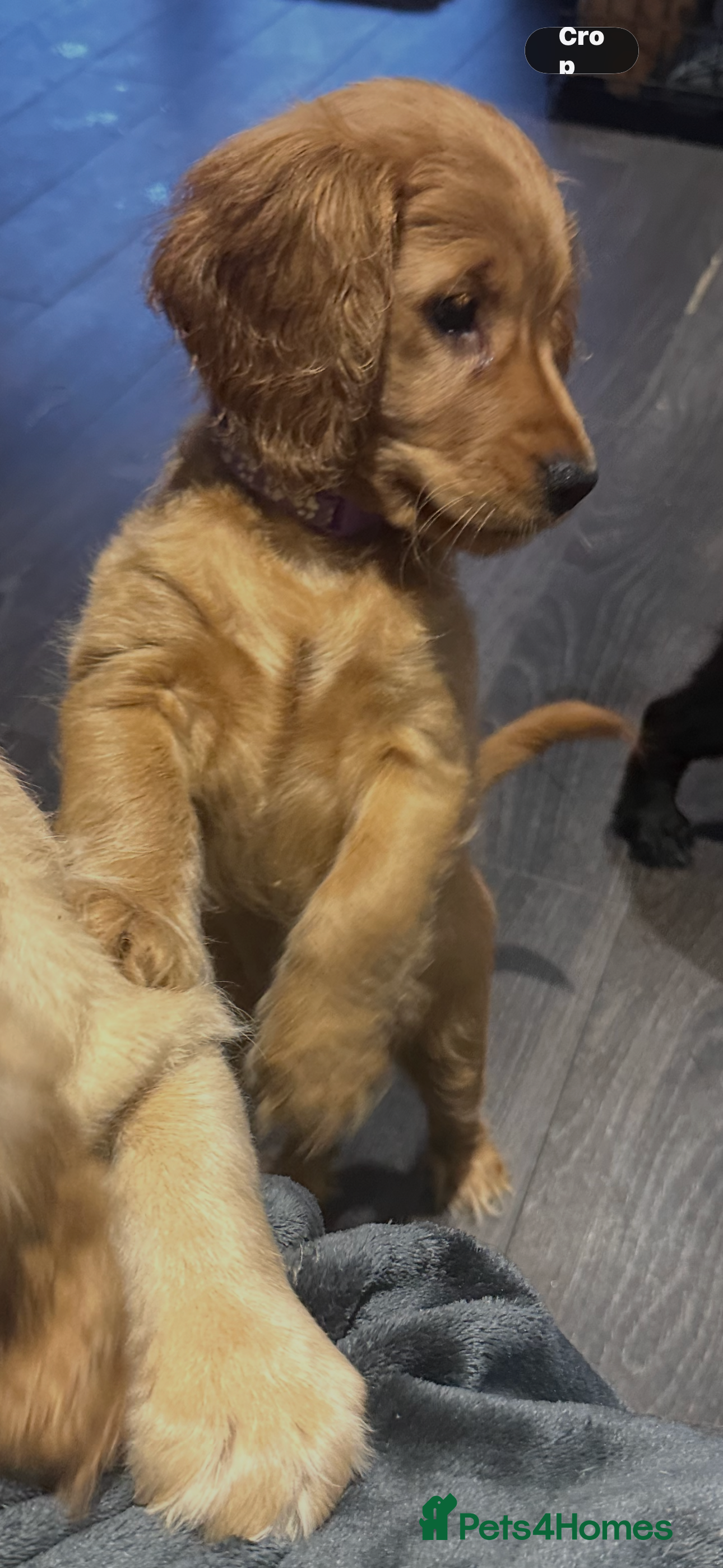 Mixed Breed dogs Adorable f2B Cockapoos  - Advert 15