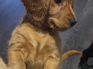 Mixed Breed dogs Adorable f2B Cockapoos - Advert 15