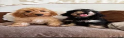 Doxiepoo dogs for sale: Doxiepoos Miniature dachshund x toy poodle  - Advert 4
