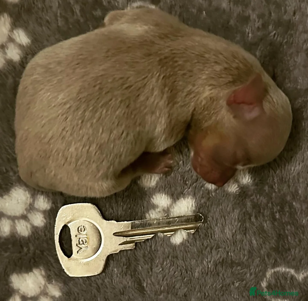 Chihuahua dogs for stud: KC 1.5KG CHIHUAHUA lilac stud! in Thirsk - Advert 8