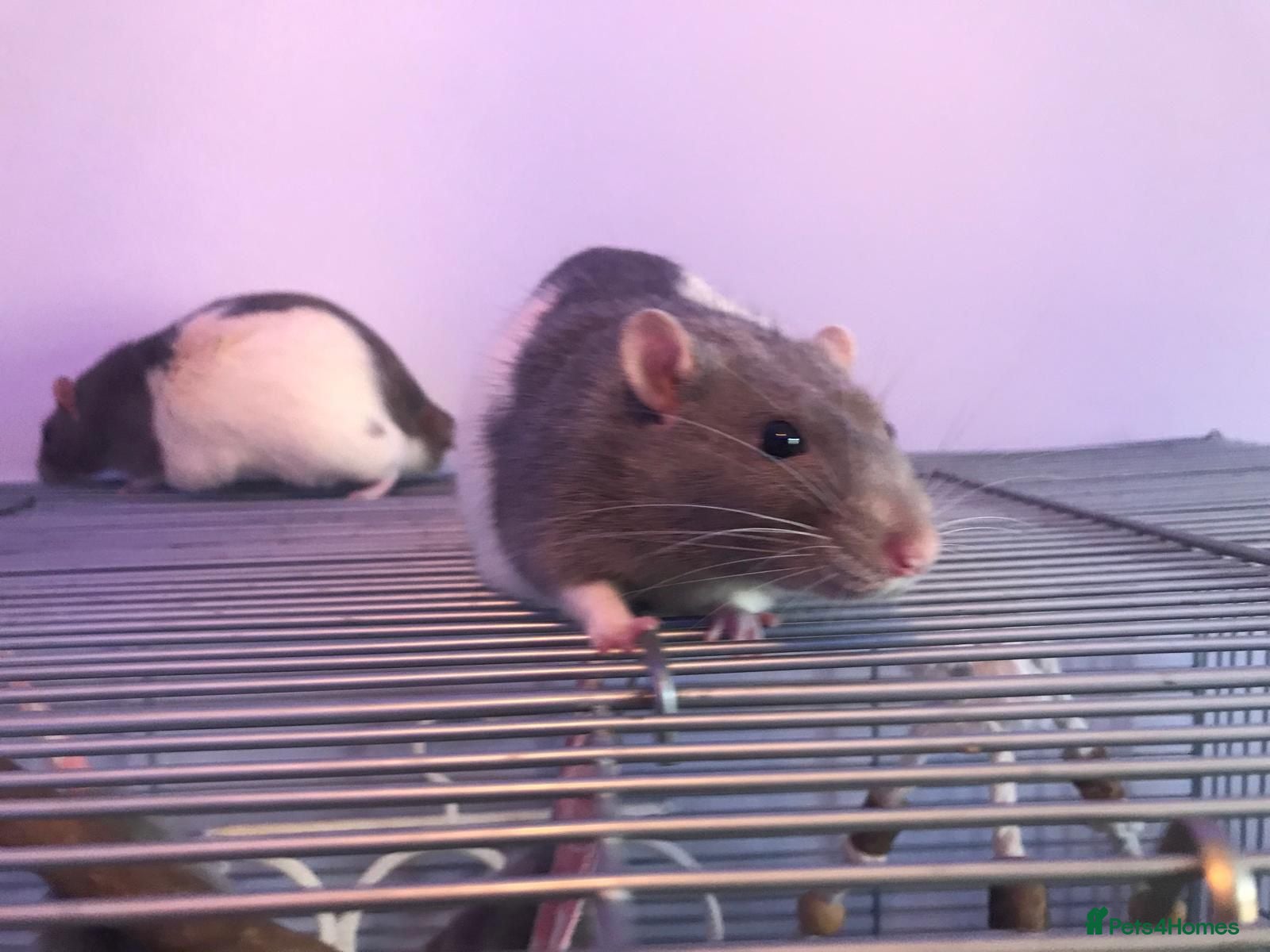 Rat rodents 😢 IT IS TIME. Ozzy and Murphy Need a New Home 🐀  - Advert 1
