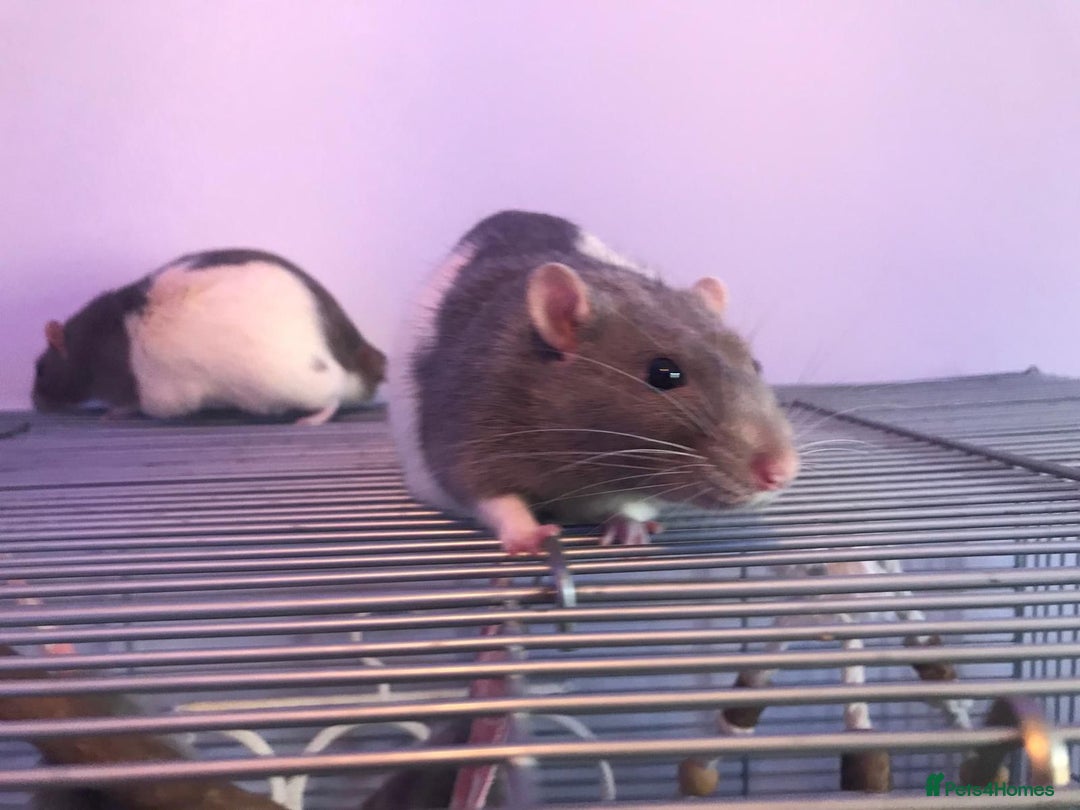 Rat rodents for sale: 😢 IT IS TIME. Ozzy and Murphy Need a New Home 🐀  - Advert 1