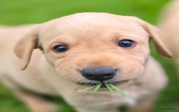 Labrador Retriever dogs for sale: Working Lab's  - Image 4