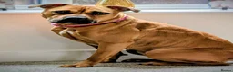 Mixed Breed dogs for sale: Staffy  ** tiff female for sale  in Accrington - Advert 4