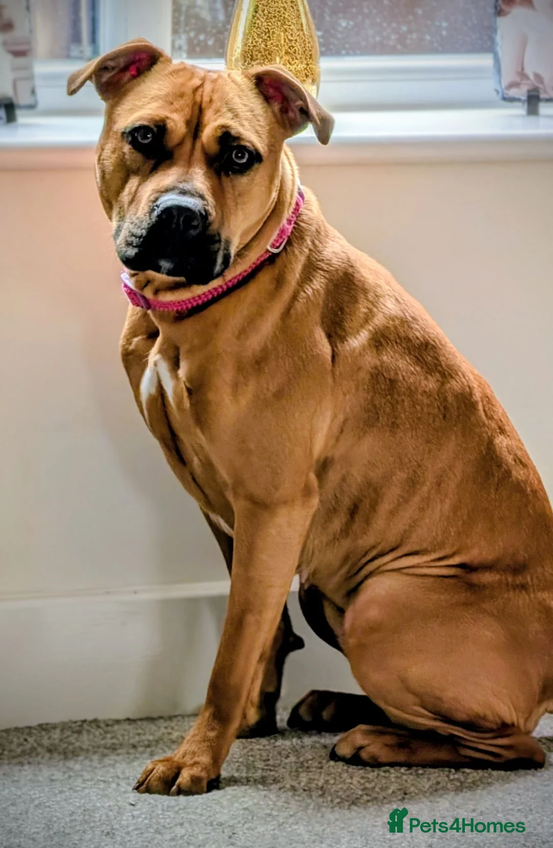 Mixed Breed dogs for sale: Staffy  ** tiff female for sale  in Accrington - Advert 4