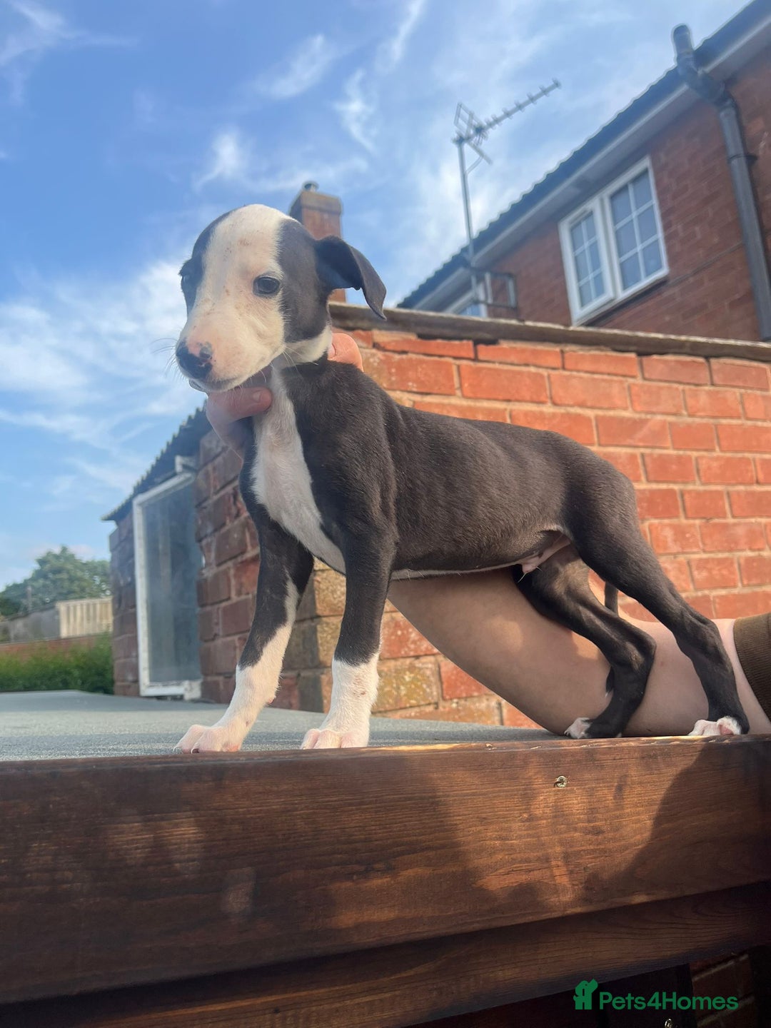 Whippet dogs for sale: 3 beautiful whippets  - Image 6