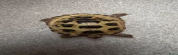 Tortoise reptiles for sale: 2 Horsefield Tortoises with set up and equipment  - Advert 4