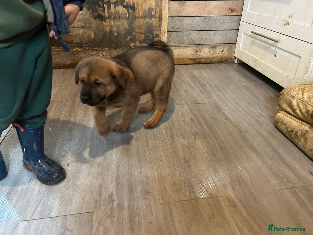 Mixed Breed dogs for sale: 2 akita x rottweiler pups  - Image 6