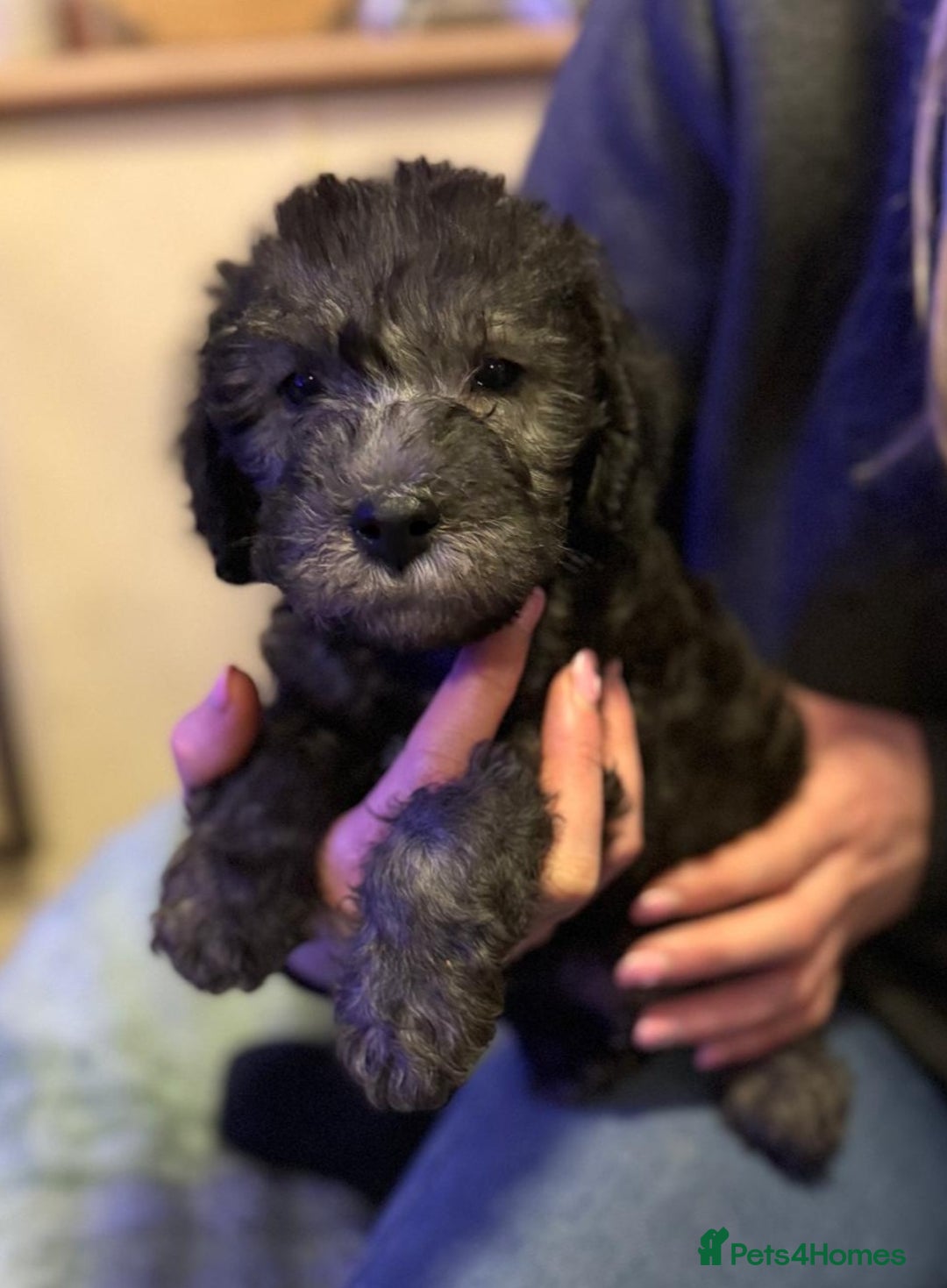 Bedlington Terrier dogs for sale: Champion Sired KC Reg Bedlington Terrier Puppies  - Advert 3