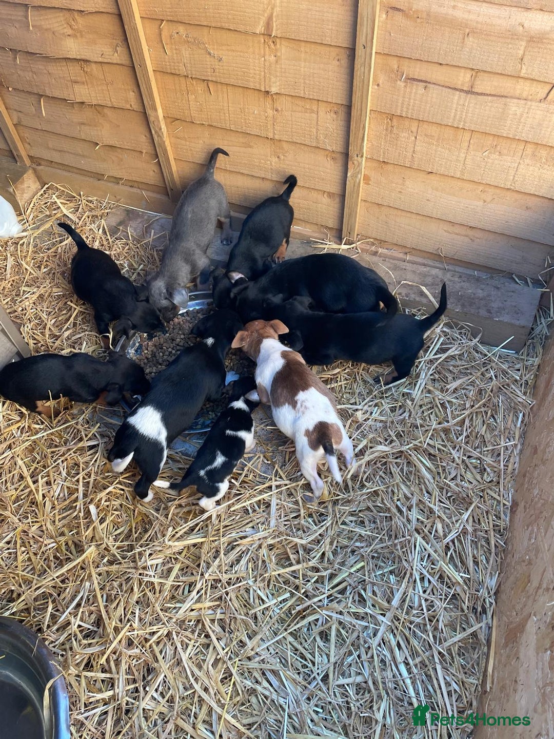Jack Russell dogs for sale: Adorable Jack Russell puppies  - Image 2