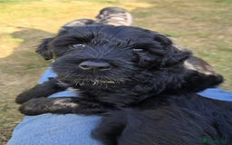 Portuguese Water Dog dogs for sale: Portuguese Water Dog Puppies available now - Image 5