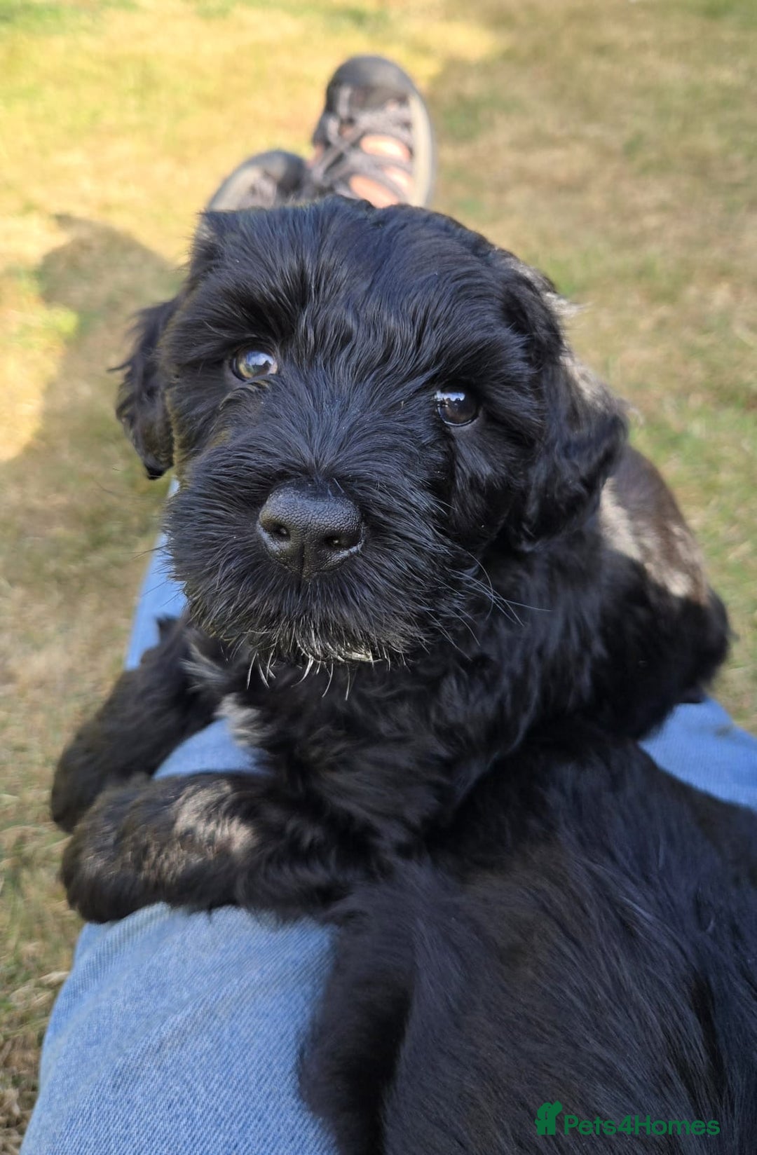 Portuguese Water Dog dogs for sale: Portuguese Water Dog Puppies available now - Image 5