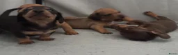 Miniature Dachshund dogs for sale: Beautiful Miniature Dachshund Puppies – Ready Soon - Advert 20