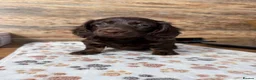 Miniature Dachshund dogs for sale: Gorgeous Miniature Dachshund puppies 4 sale London in London - Advert 10